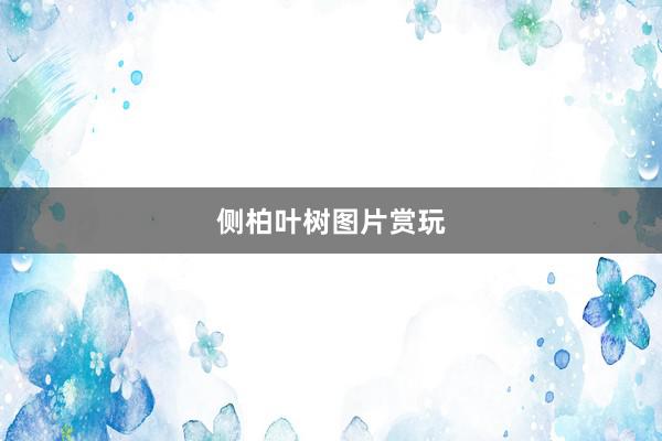 侧柏叶树图片赏玩
